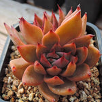 PRESALE Echeveria Agavoides Sp. Double, (Not so Random)