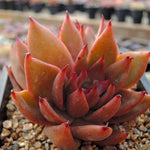PRESALE Echeveria Agavoides Sp. Double, (Not so Random)
