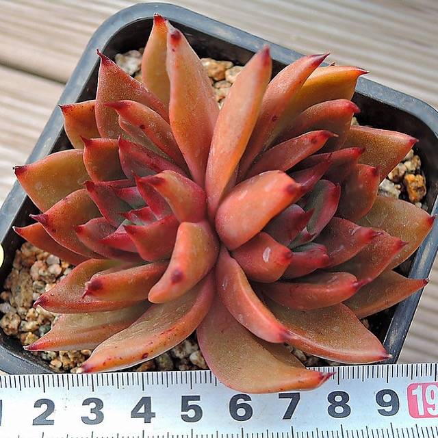 PRESALE Echeveria Agavoides Sp. Double, (Not so Random)