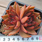 PRESALE Echeveria Agavoides Sp. Double, (Not so Random)