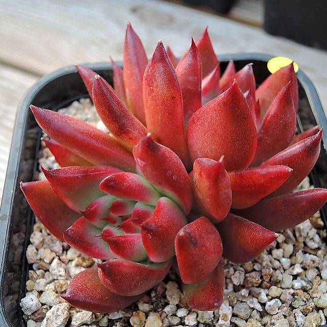 PRESALE Echeveria Agavoides Hybrid 'Gold Finger,' (Not so Random)