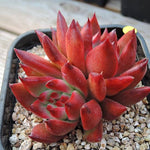 PRESALE Echeveria Agavoides Hybrid 'Gold Finger,' (Not so Random)