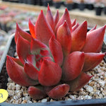 PRESALE Echeveria Agavoides Hybrid 'Gold Finger,' (Not so Random)
