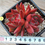 PRESALE Echeveria Agavoides Hybrid 'Gold Finger,' (Not so Random)