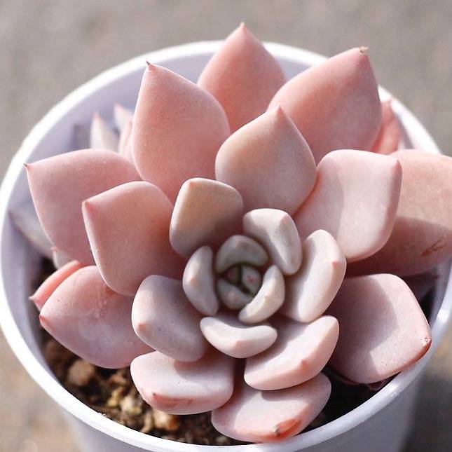 PRESALE Echeveria Lulu, (Cluster!!)