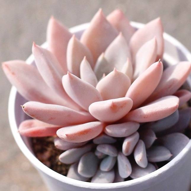 PRESALE Echeveria Lulu, (Cluster!!)