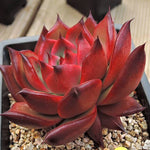PRESALE Echeveria Agavoides Ebony Hybrid, (Not so Random)
