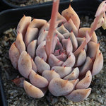 Echeveria Sajong, (Random)