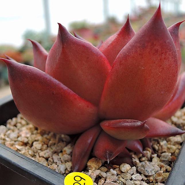 PRESALE Echeveria Agavoides Ebony Hybrid, (Not so Random)