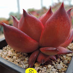 PRESALE Echeveria Agavoides Ebony Hybrid, (Not so Random)