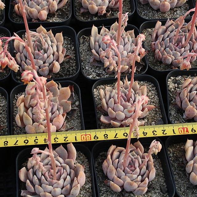 Echeveria Sajong, (Random)