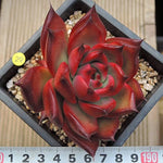 PRESALE Echeveria Agavoides Ebony Hybrid, (Not so Random)