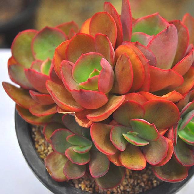 PRESALE Echeveria Suyon Cluster, (Not so Random)