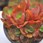 PRESALE Echeveria Suyon Cluster, (Not so Random)