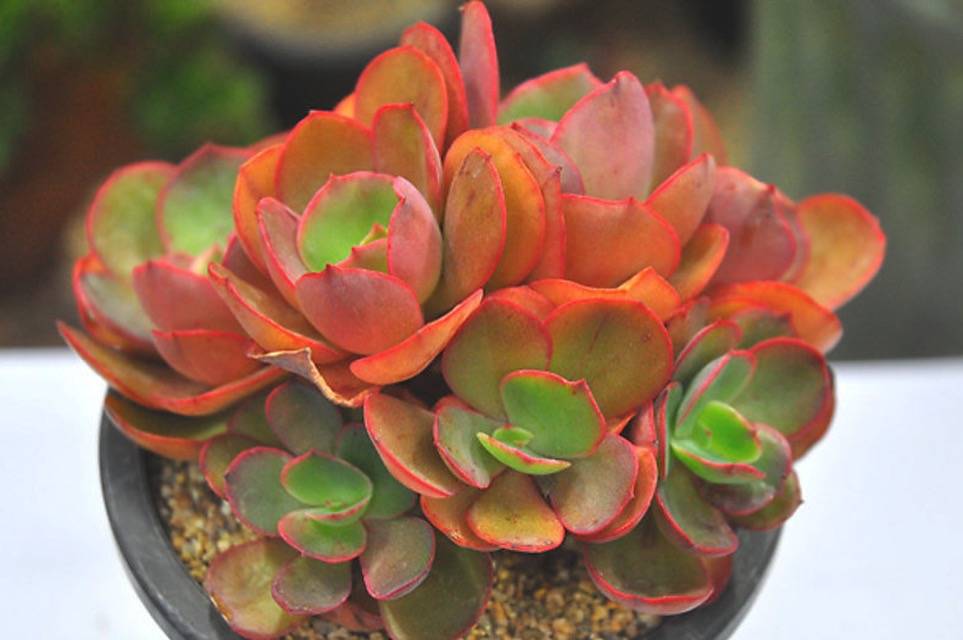 PRESALE Echeveria Suyon Cluster, (Not so Random)