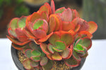 PRESALE Echeveria Suyon Cluster, (Not so Random)