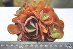 PRESALE Echeveria Suyon Cluster, (Not so Random)