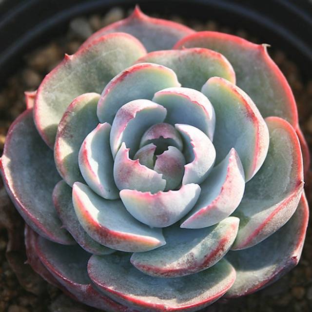 Echeveria Amistar, (Random)