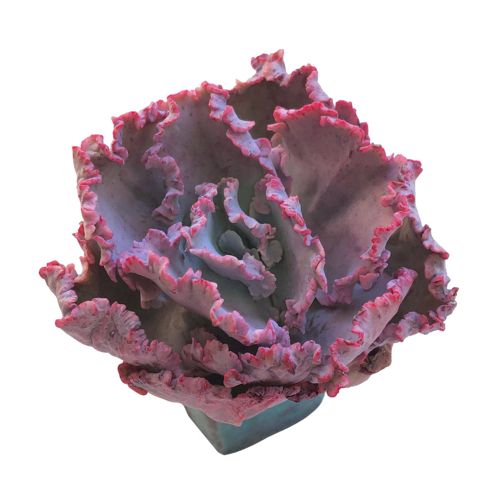 Echeveria Cleopatra