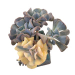 SALE! Echeveria Cubic Frost, Variegata