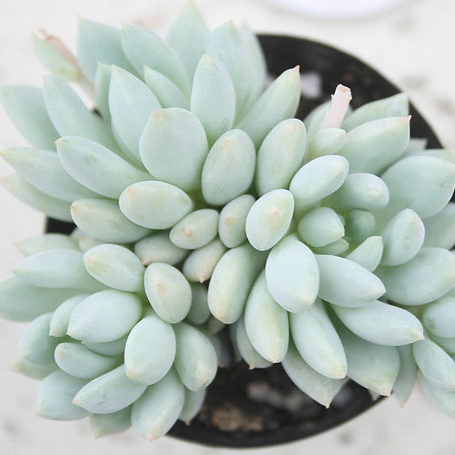 Echeveria Crown Ball, Cluster (Random)