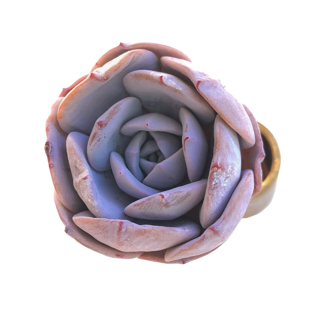 Echeveria Purple Ice, (Wrinkled)