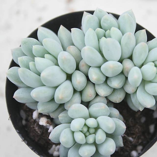 Echeveria Crown Ball, Cluster (Random)