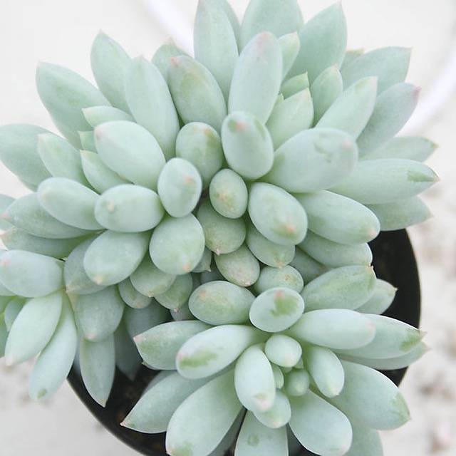 Echeveria Crown Ball, Cluster (Random)