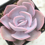 Echeveria Dusty Rose, Korean Origin (Random)