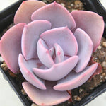 Echeveria Dusty Rose, Korean Origin (Random)