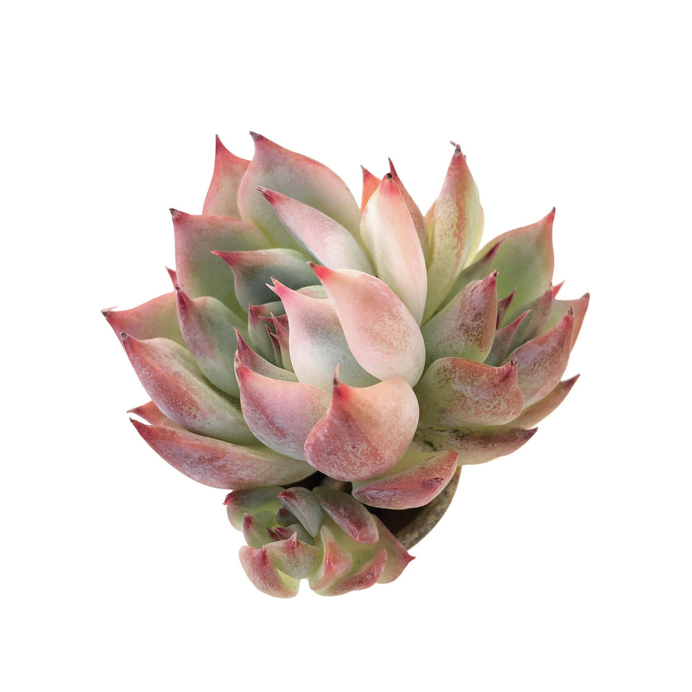 SALE! Echeveria Chihuahuaensis Very Lightly Variegated, Small