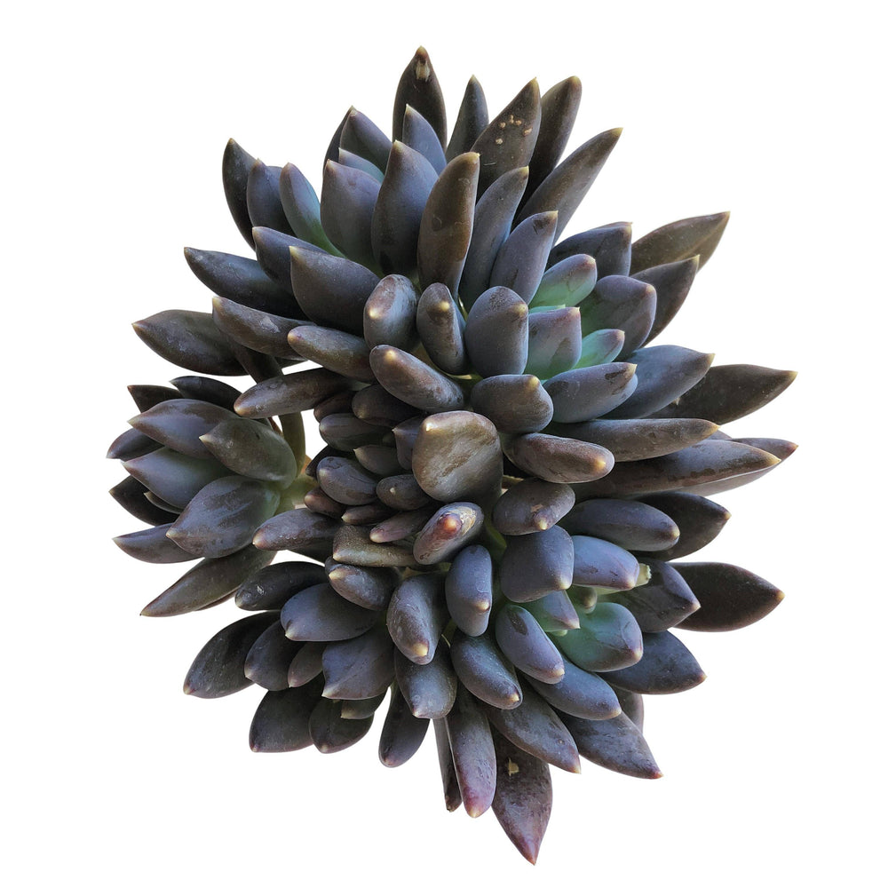 black swan succulent Echeveria Black Swan, Huge Cluster – Cedar Creek Farmhouse