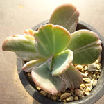 PRESALE Echeveria Beserk, Variegata (Not so Random)