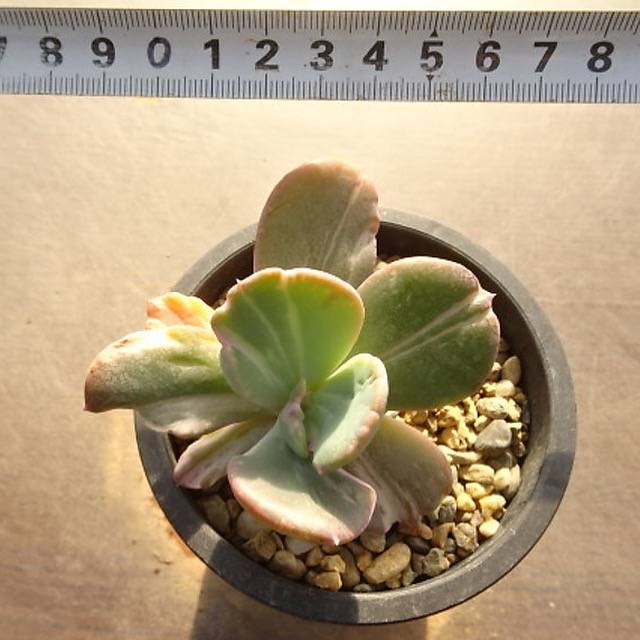 PRESALE Echeveria Beserk, Variegata (Not so Random)
