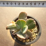 PRESALE Echeveria Beserk, Variegata (Not so Random)