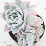 Graptoveria Rose Queen, (Random)