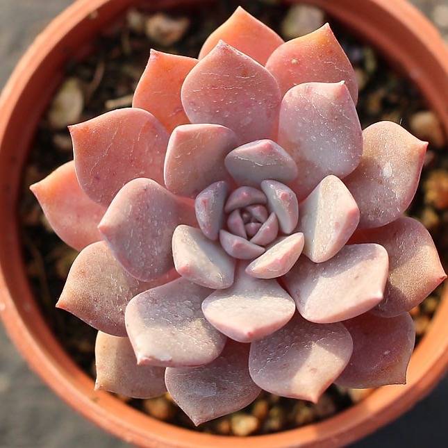PRESALE Echeveria Mochella