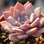 PRESALE Echeveria Mochella