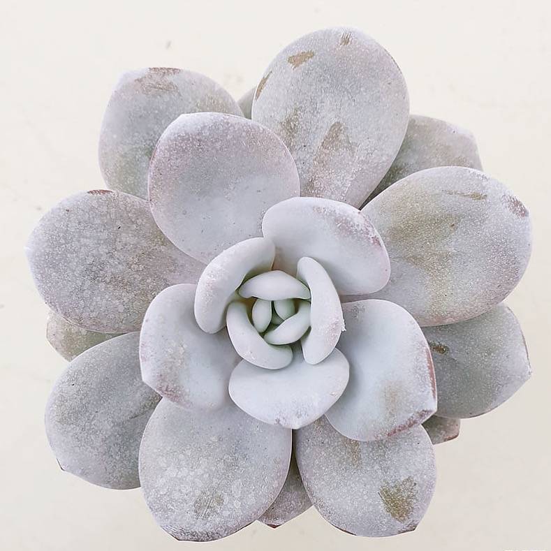 Echeveria Lauii, (Random)