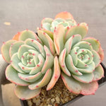 PRESALE Echeveria Atlantis, Triple, (Not so Random)