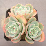 PRESALE Echeveria Atlantis, Triple, (Not so Random)