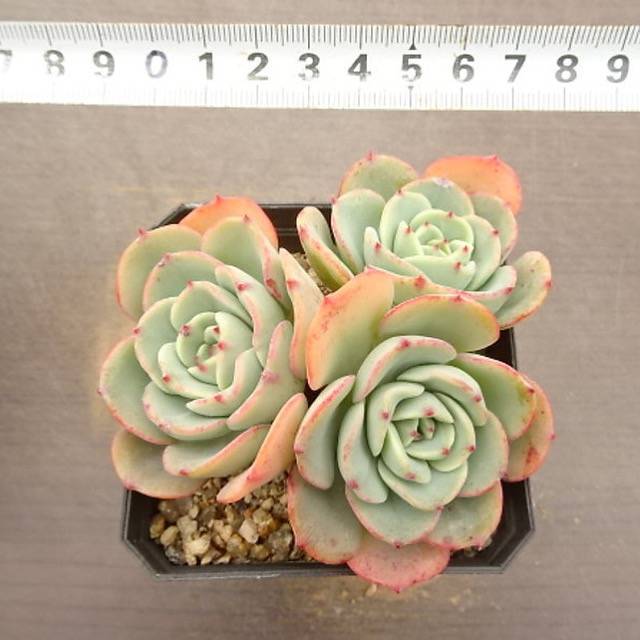 PRESALE Echeveria Atlantis, Triple, (Not so Random)
