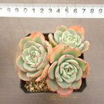 PRESALE Echeveria Atlantis, Triple, (Not so Random)