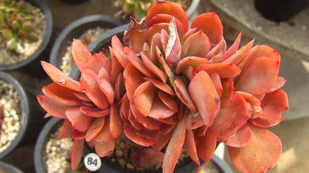 Echeveria Carnicolor, (Random)