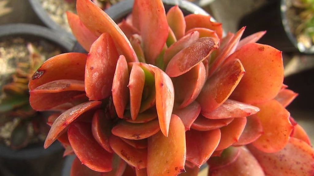 carnicolor succulent Echeveria Carnicolor, (Random) – Cedar Creek Farmhouse