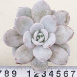 Echeveria Lauii, (Random)