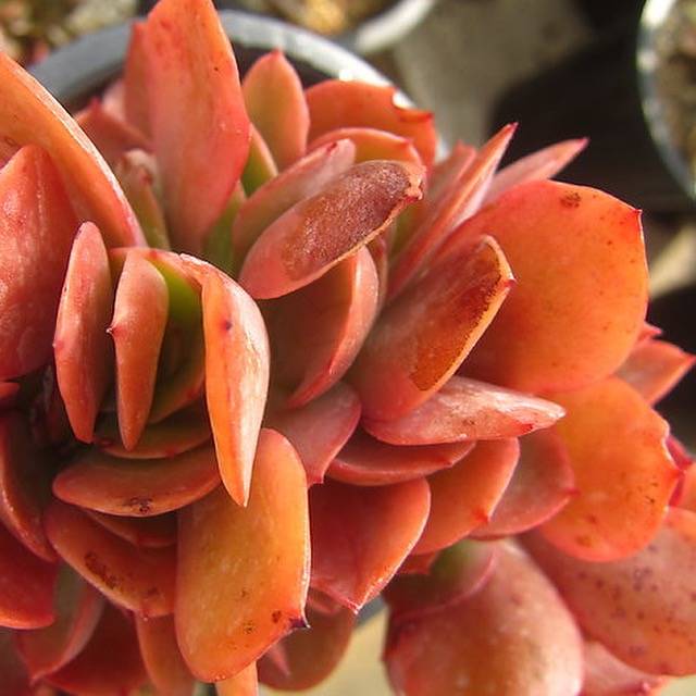 Echeveria Carnicolor, (Random)