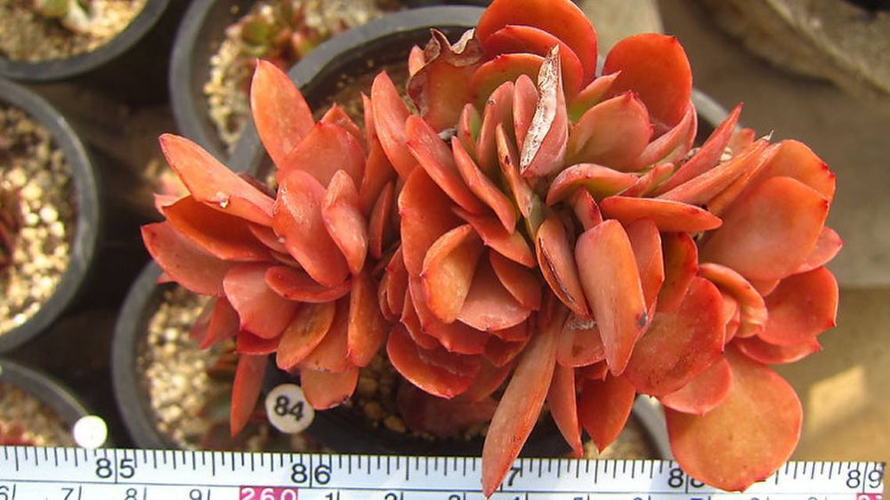 Echeveria Carnicolor, (Random)