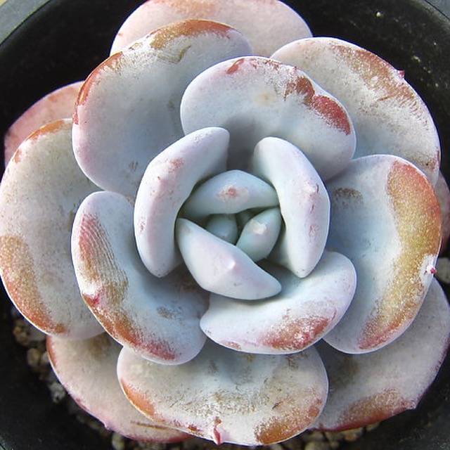 cream tea succulent Echeveria Cream Tea, (Random)