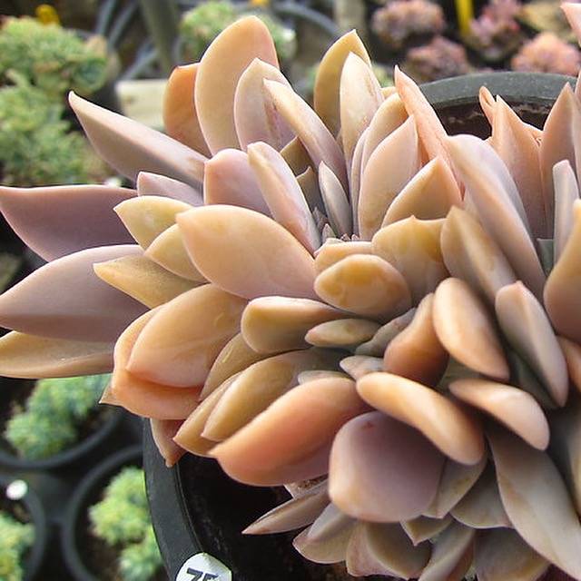 Echeveria Opal Cristata, (Random)